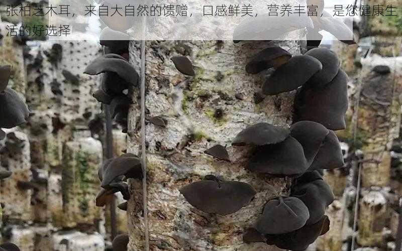 张柏芝木耳,来自大自然的馈赠,口感鲜美,营养丰富,是您健康生活的好选择